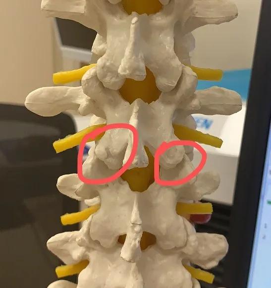 人体的腰椎,其后关节由上位椎骨的下关节突及下位椎骨的上关节突所