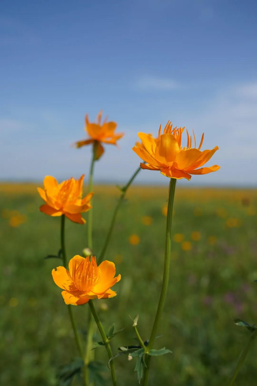 金莲花开正旺约起来