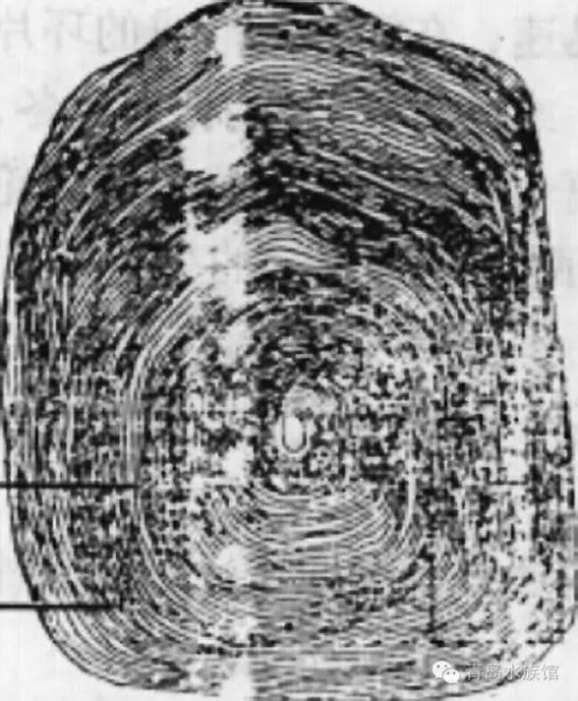 记录下年轮数目,就可以推测鱼龄,如果有两个年轮,可以视作3鱼龄(虚岁)