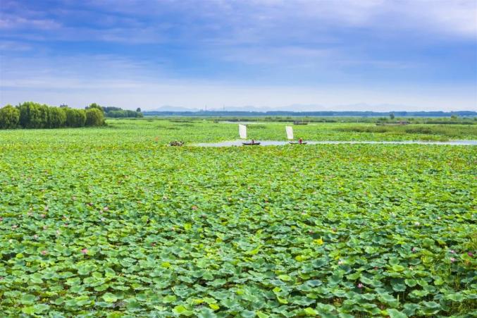 微山湖荷花盛放,美到爆!