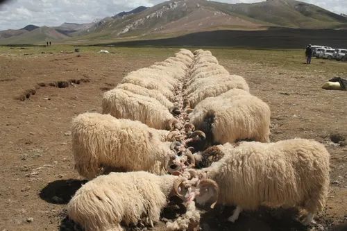 麻多乡扎加村该村是全县"扎什加羊"的核心区,去年,由国家级畜禽遗传