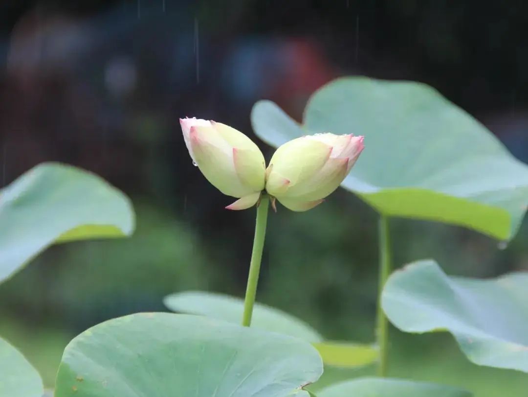 好运莲莲莲莫愁湖惊现三株并蒂莲