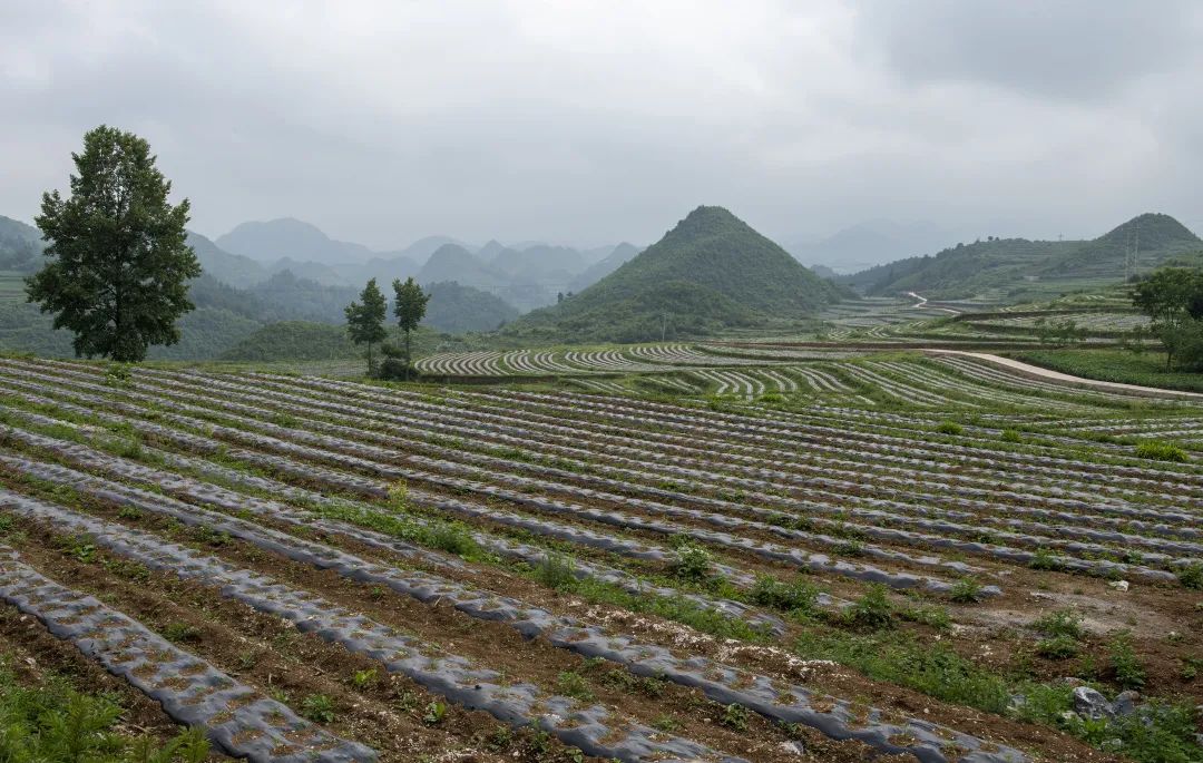 多種產業齊頭並進赫章縣媽姑鎮脫貧信心足