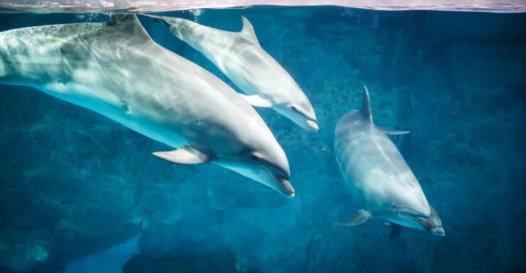 白海豚搁浅台山海域获救,竟与这一原因有关!_澎湃号·政务_澎湃新闻-t