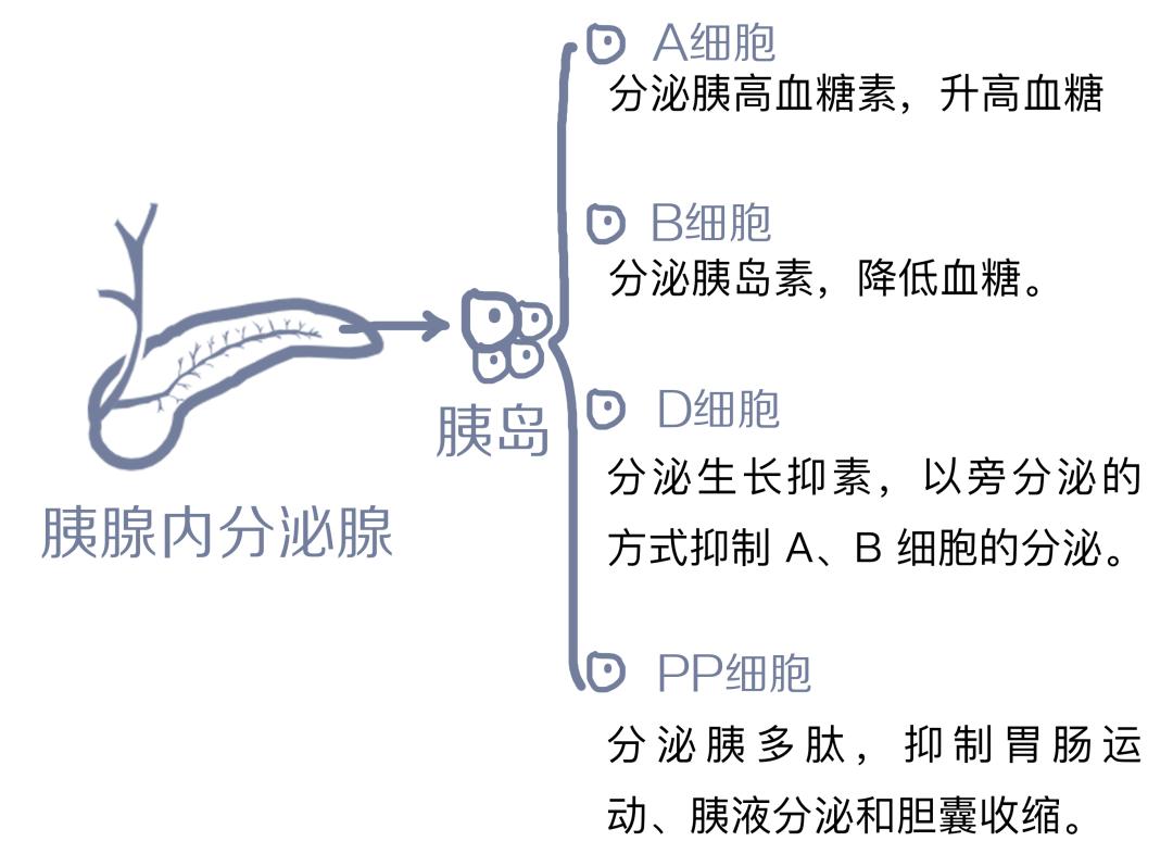 胰腺的内分泌腺由大小不同的细胞团──胰岛组成,胰岛主要由4种细胞