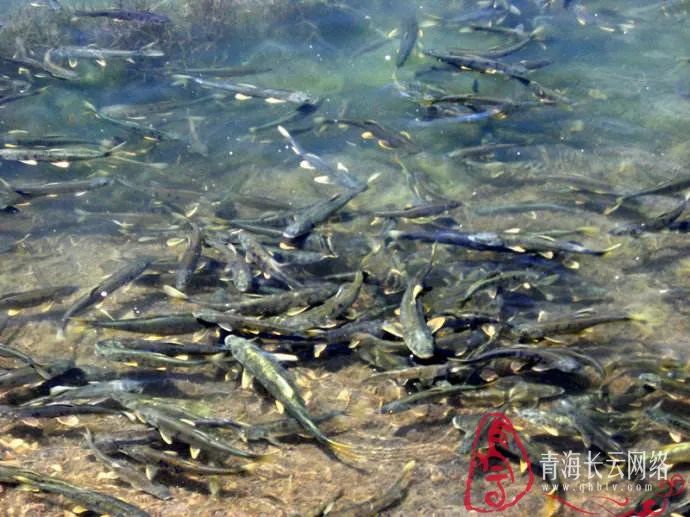 刚察县因青海湖内湟鱼洄游迁徙的生态景观而闻名,每年上百万尾湟鱼自