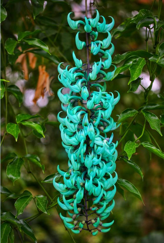 植物园温室是原产于热带雨林的潮湿森林溪边的一种珍贵植物争奇斗艳