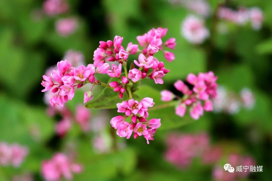 威宁请您到西凉山上赏荞花