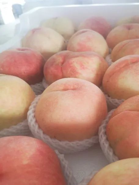 乡土有约 | 听音乐喝牛奶的桃子熟啦!