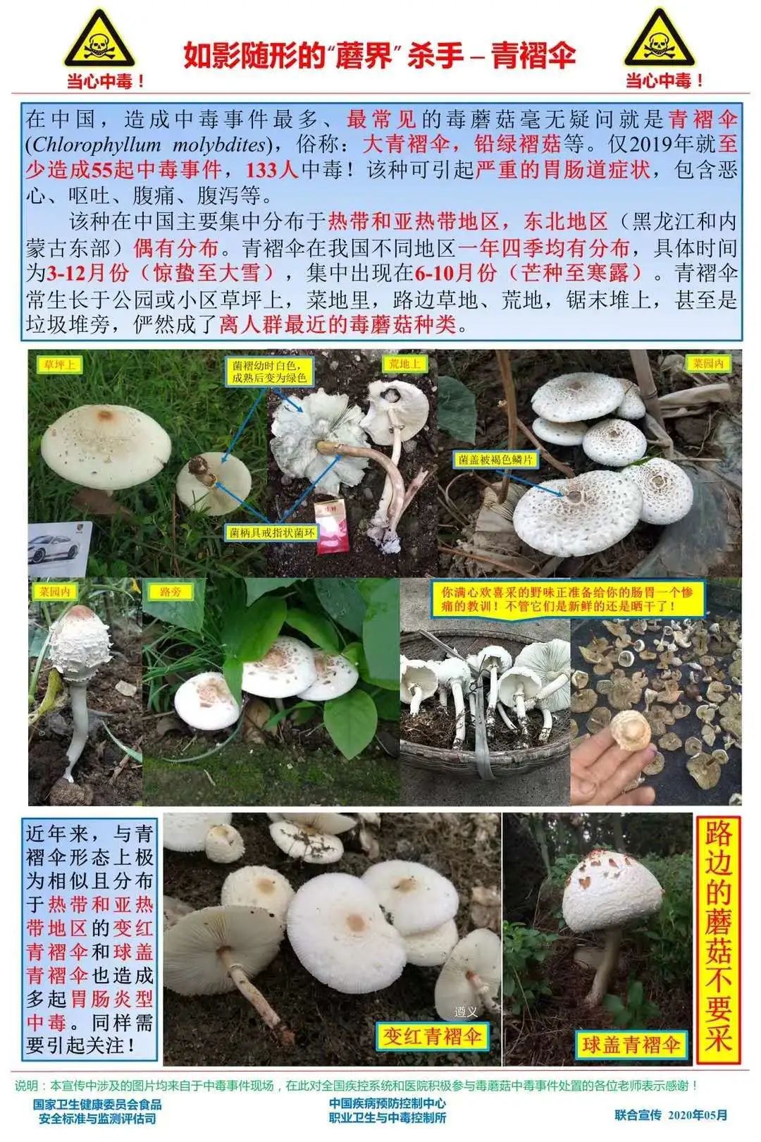 贺兰山野生蘑菇禁忌图片