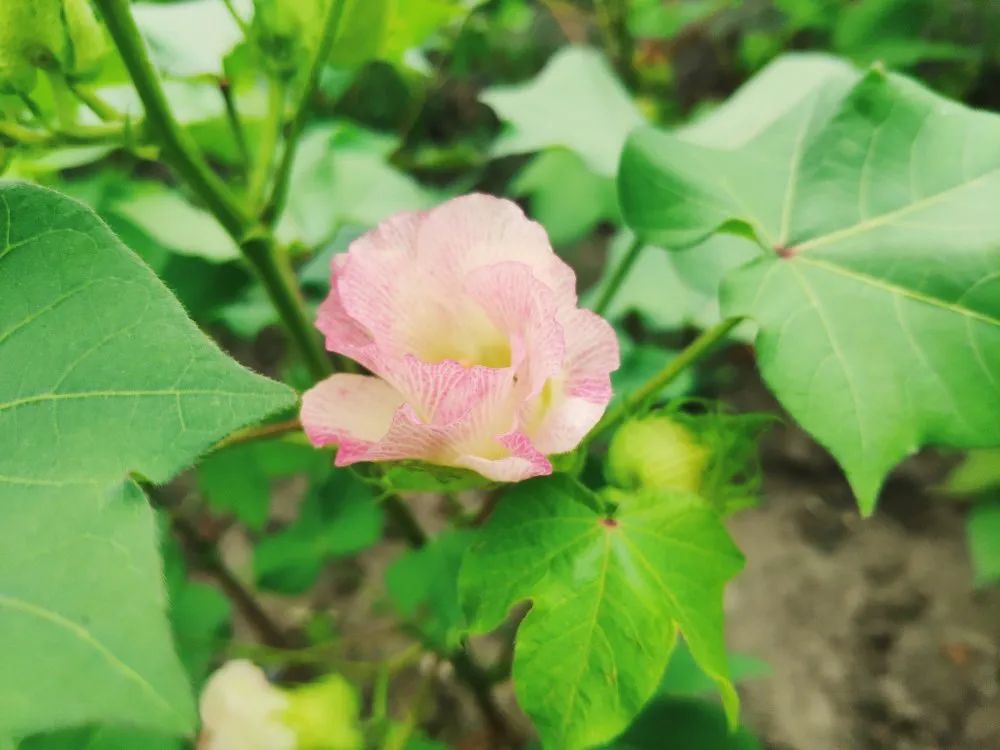 花紅村耕織園的