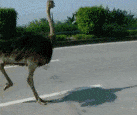 说我躲沙子里?我踢死你