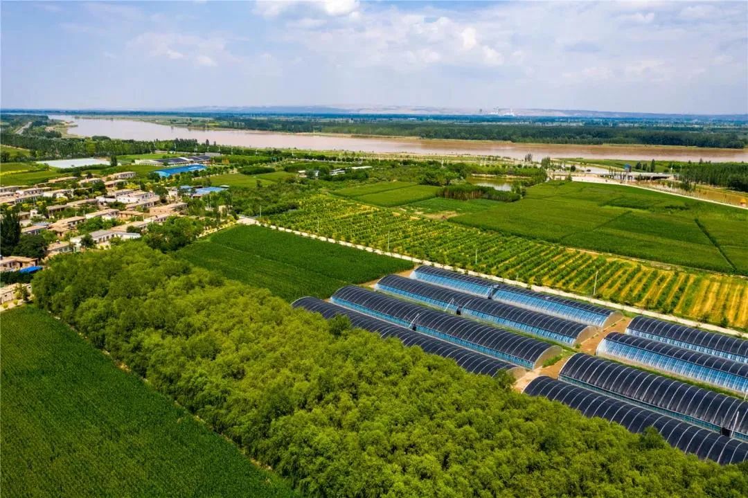 7月14日,记者走进位于黄河青铜峡西岸的宁夏正鑫源优质水稻种植基地