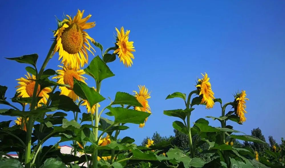 葵花朵朵向阳开最美的盛夏在这里