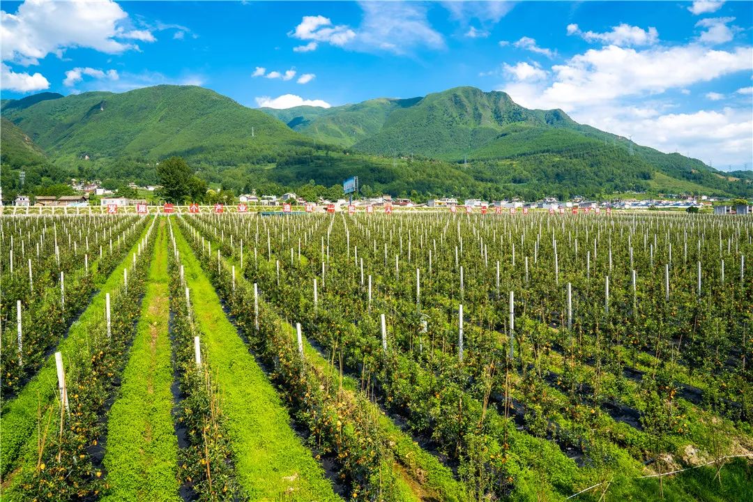 并制定了"1316"战略目标,力争到2020年苹果种植面积达到10万亩,投产后