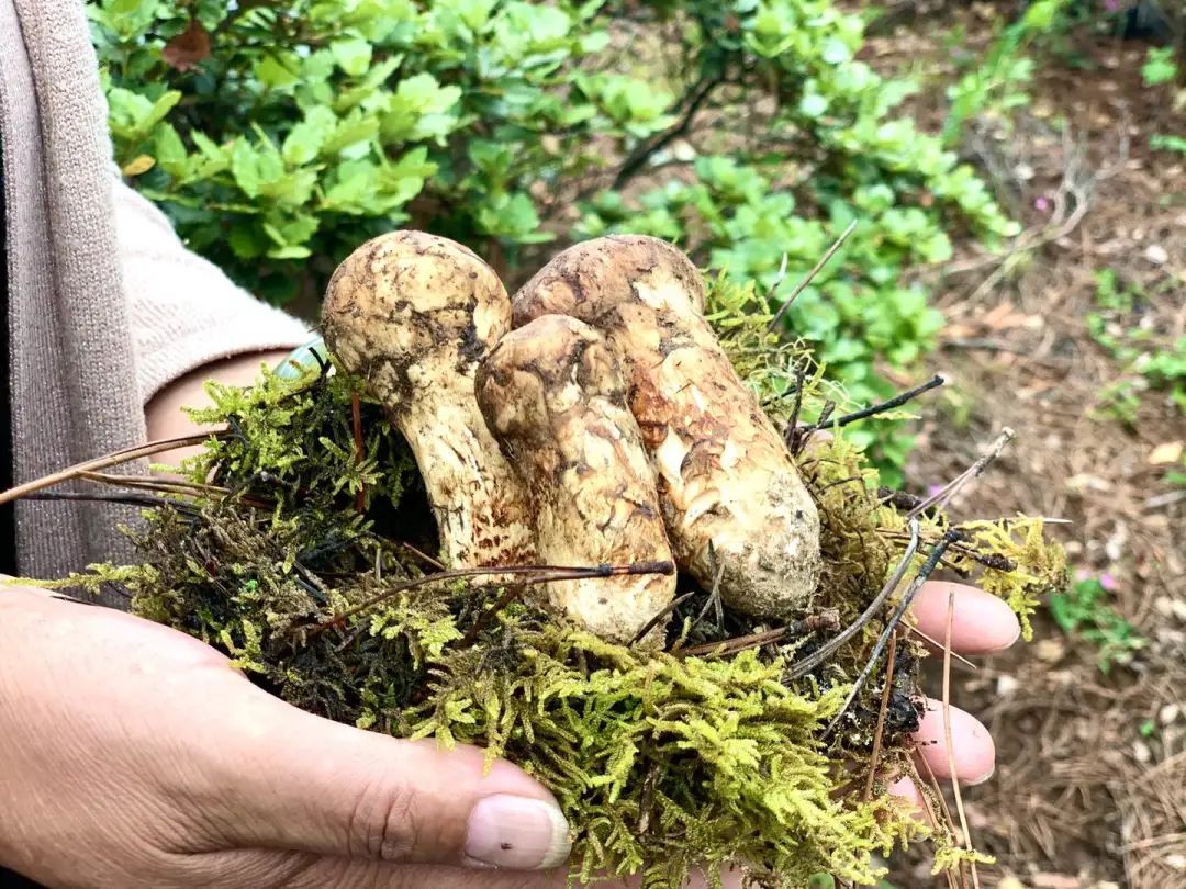 松茸在中国的生长历史,最早可追溯到宋代《经史证类务急本草》的记载