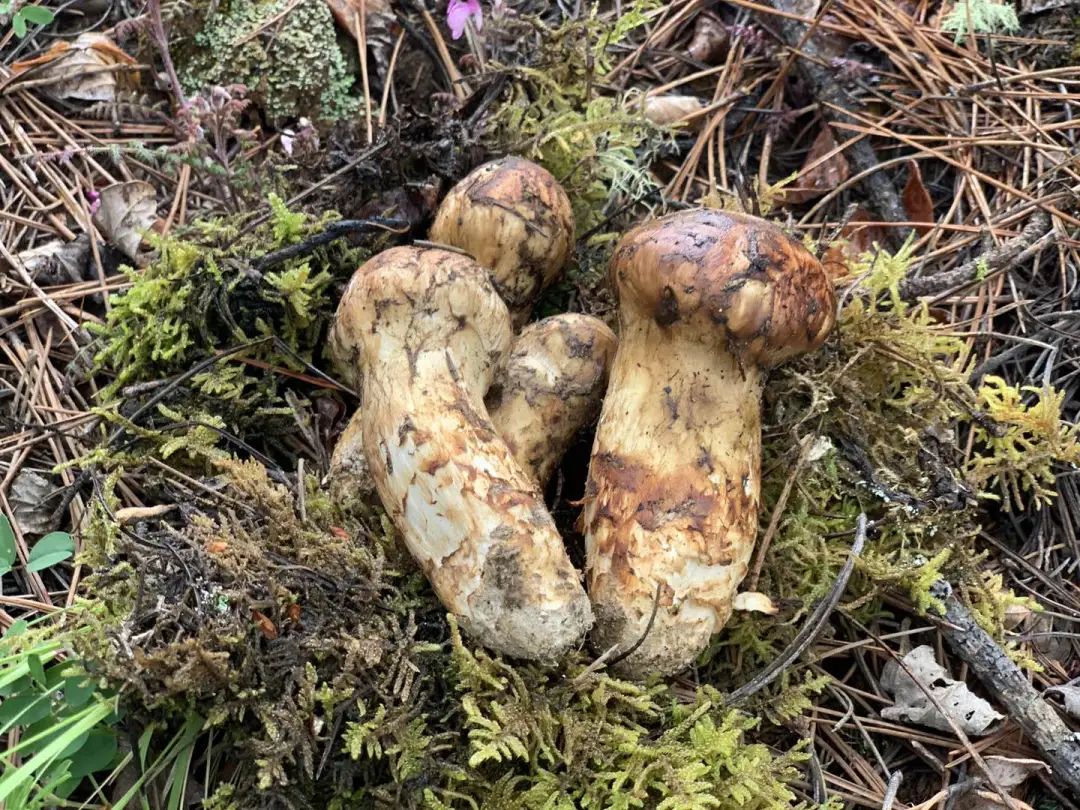 松茸图片及出售价格 217.jpg