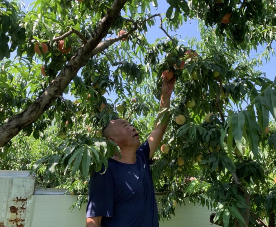 桃醉一夏昌平的鮮桃開摘了附採摘果園地址