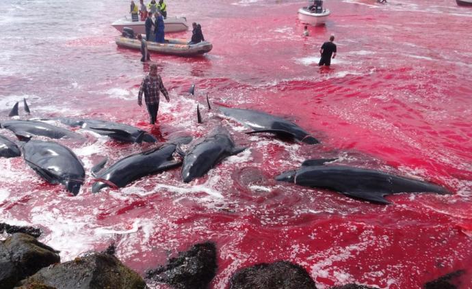 法罗群岛捕鲸季又到了，网友：为什么仍在屠杀这种宏伟的动物