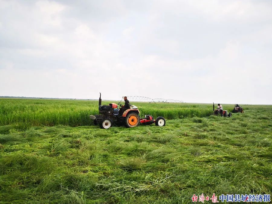 植物研究所专家团队和内蒙古科塔草业合作,建设羊草繁种基地7000余亩