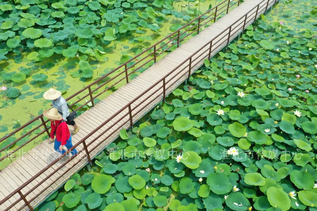 来柳江口,"荷"你一起畅游花海!