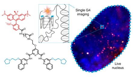 七年后又获进展英国科学家首次在人体活细胞中观察到四螺旋dna形成