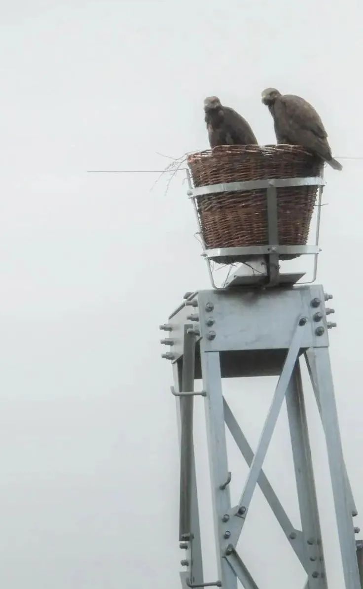 随着公路的延伸,两旁草原上远远近近不时能看见掠过车窗的招鹰架,它们