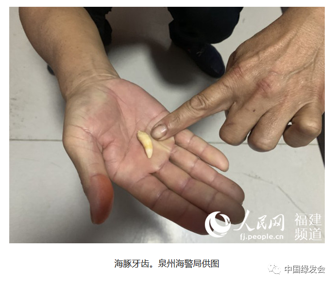(缴获的海豚牙齿.图片来源:泉州海警局,人民网)
