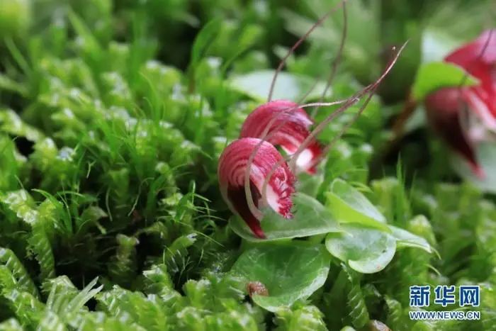 野生动植物丨云南腾冲首次发现喜马拉雅铠兰和铠兰