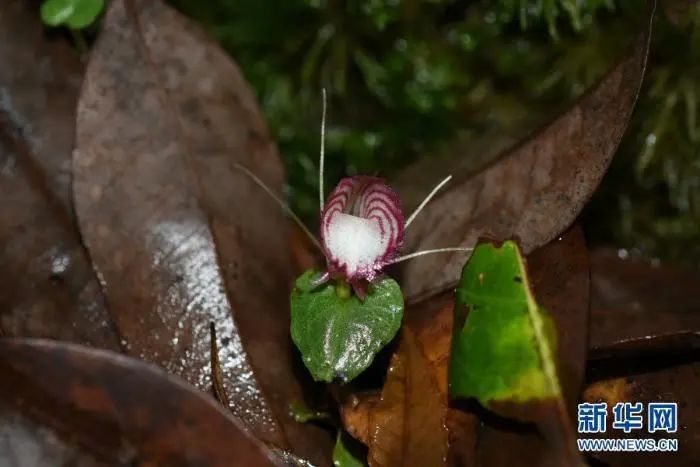 野生动植物丨云南腾冲首次发现喜马拉雅铠兰和铠兰