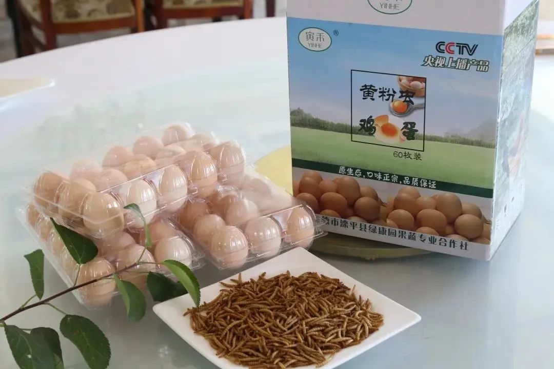 承德山水品牌让人赞不绝口的黄粉虫鸡蛋