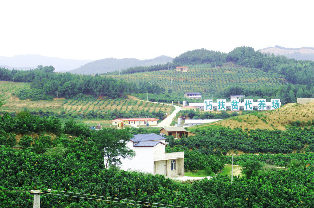 梓潼许州镇"1 5"生猪扶贫代养场.赵斌 摄