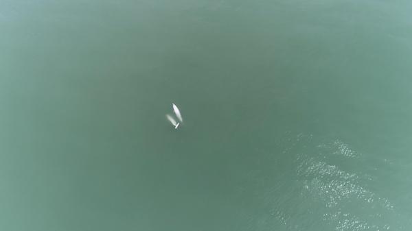 拍摄成果:中华白海豚“老少”同游