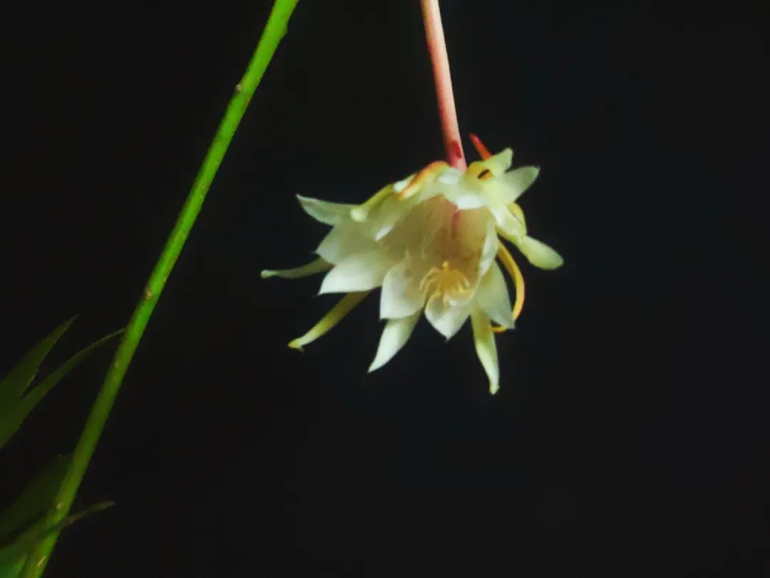 昙花一现猜一成语_昙花一现雨及时简谱