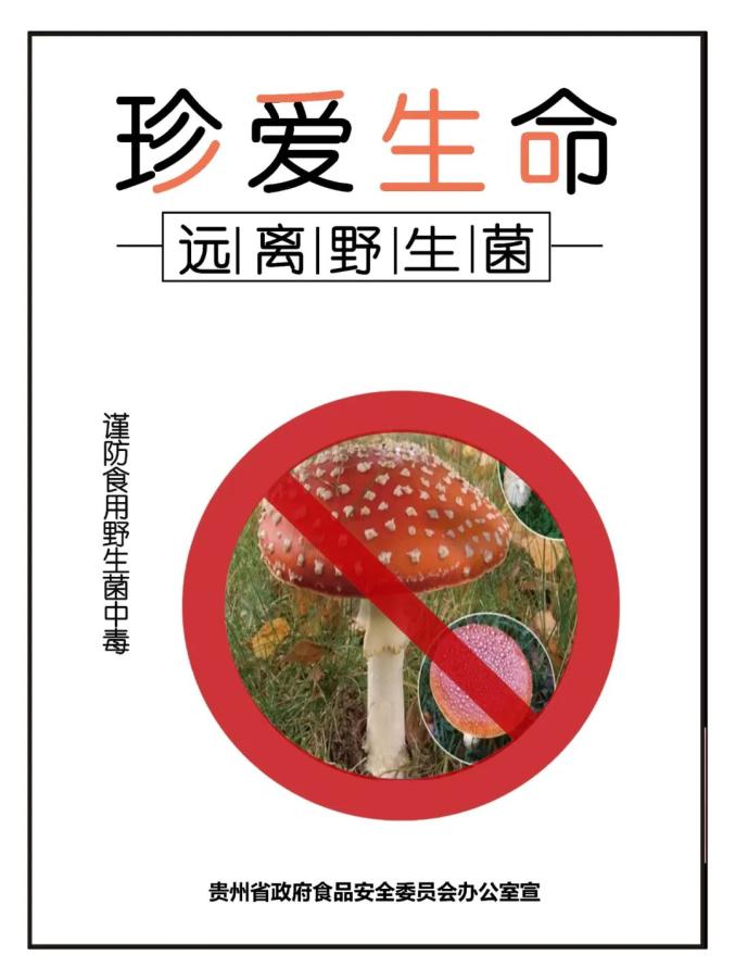 禁食野生菌宣传标语图片