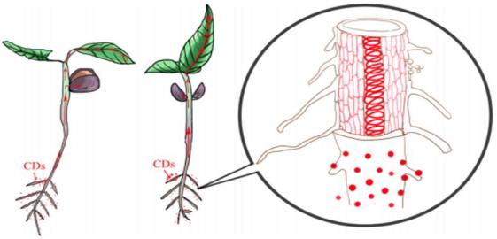 碳(硅)量子點助力植物光合作用