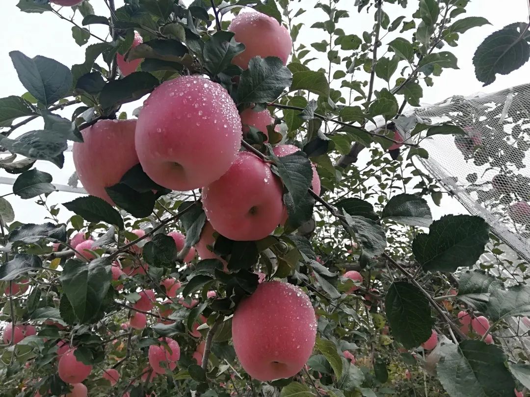 来黄龙县三岔镇认领一棵属于你的苹果树
