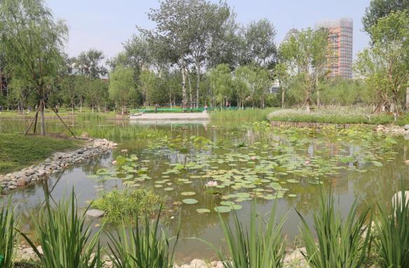 莲花池公园再扩容38万平方米添5000平方米水系
