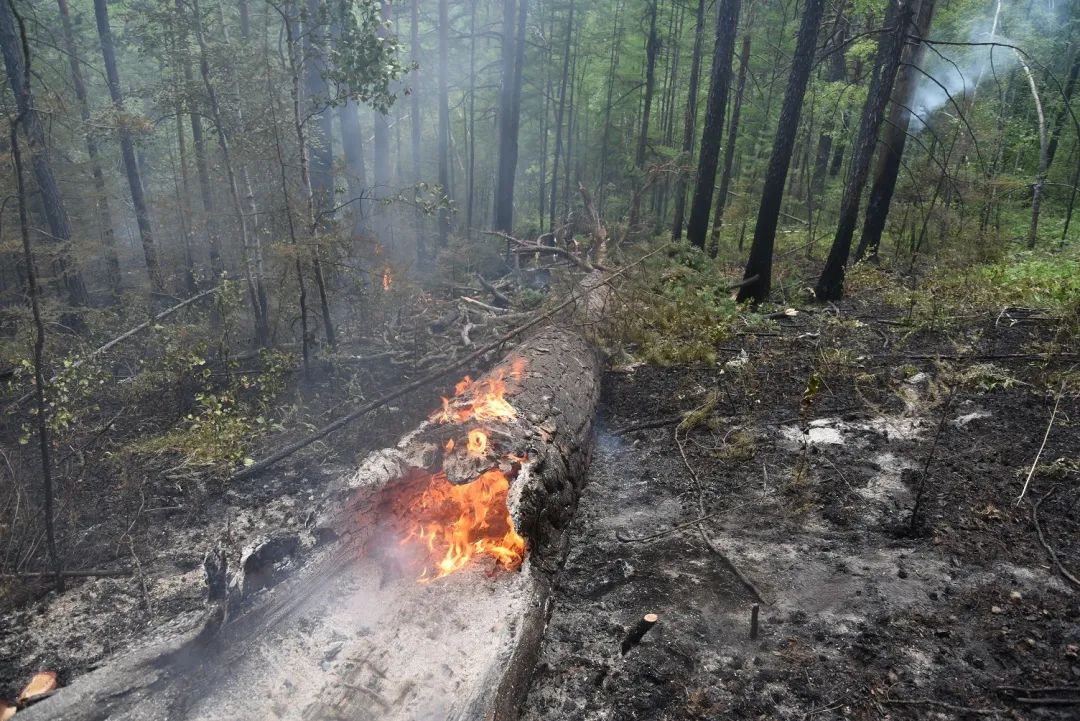 森林大火灾事故案例图片