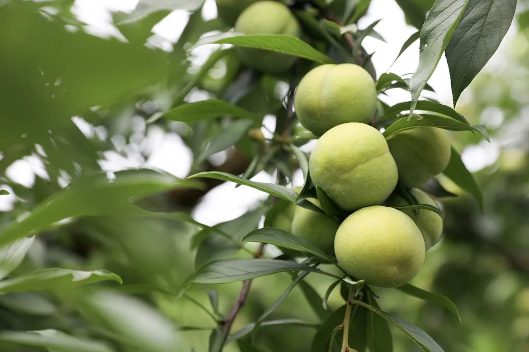 采果木耳镇花果山花果飘香沁心脾邀您共享美好时光
