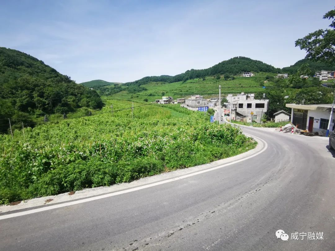 兔街镇小小芸豆变金豆