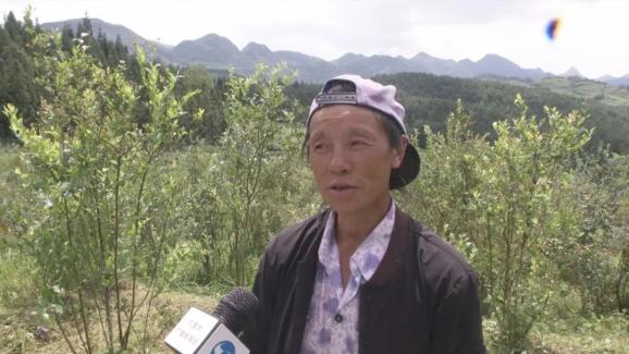 水城县玉舍镇前进村发展蓝莓产业打造乡村旅游小康村