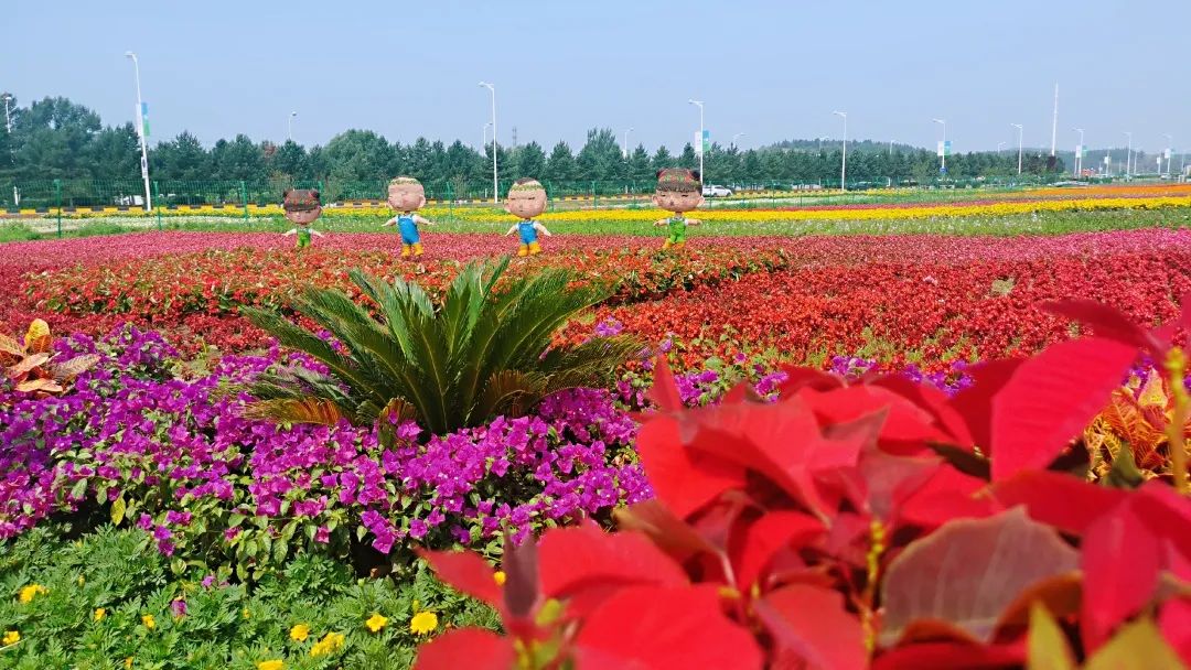 全城最美麗的花海正在盛放一起去蓮花山聽花開的聲音