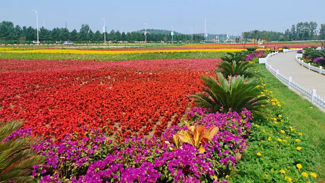 全城最美麗的花海正在盛放一起去蓮花山聽花開的聲音