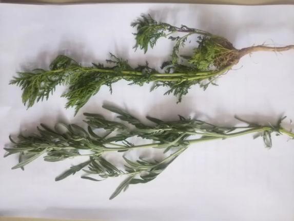 蒿草介绍视频来源:文明察右后旗微信公众号原标题:《【文明实践在行动