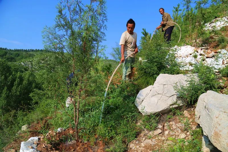 雨季造林为子孙多造一点福