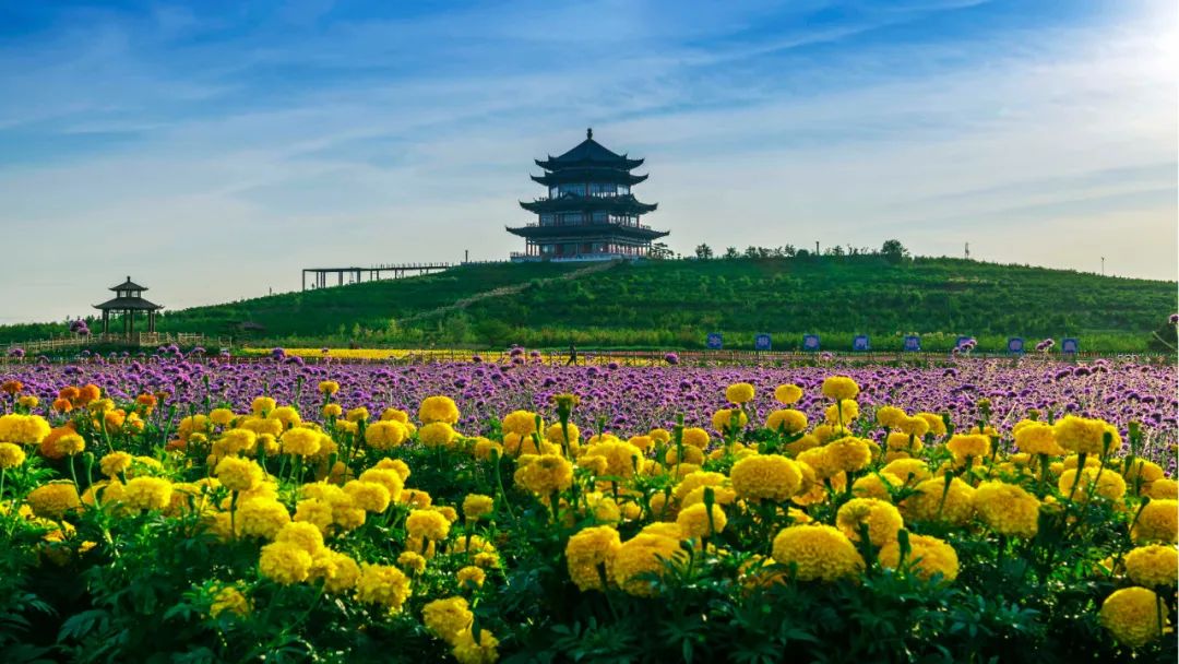 颜值爆表突泉县最浪漫的花海等你赴约