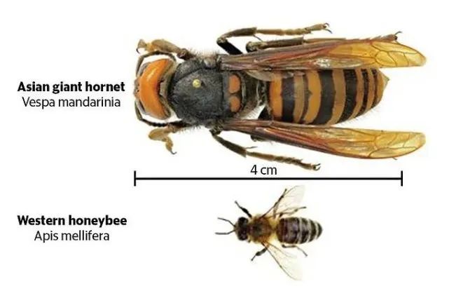 蜜蜂与马蜂的对照图片图片