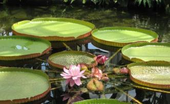 成為女王的第一步：擁有自己的花