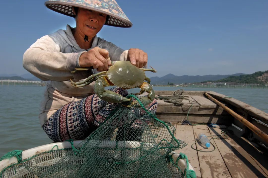 鮮味迴歸別流口水寧波養殖梭子蟹夏捕開始